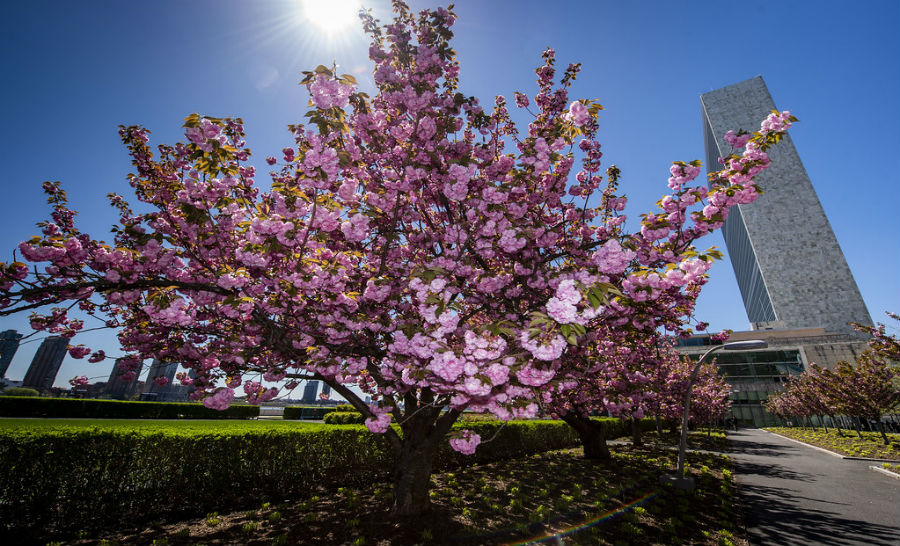 Cherry blossoms in full bloom at the UN Headquarters against a backdrop of the Secretariat building. UN Photo/Loey Felipe