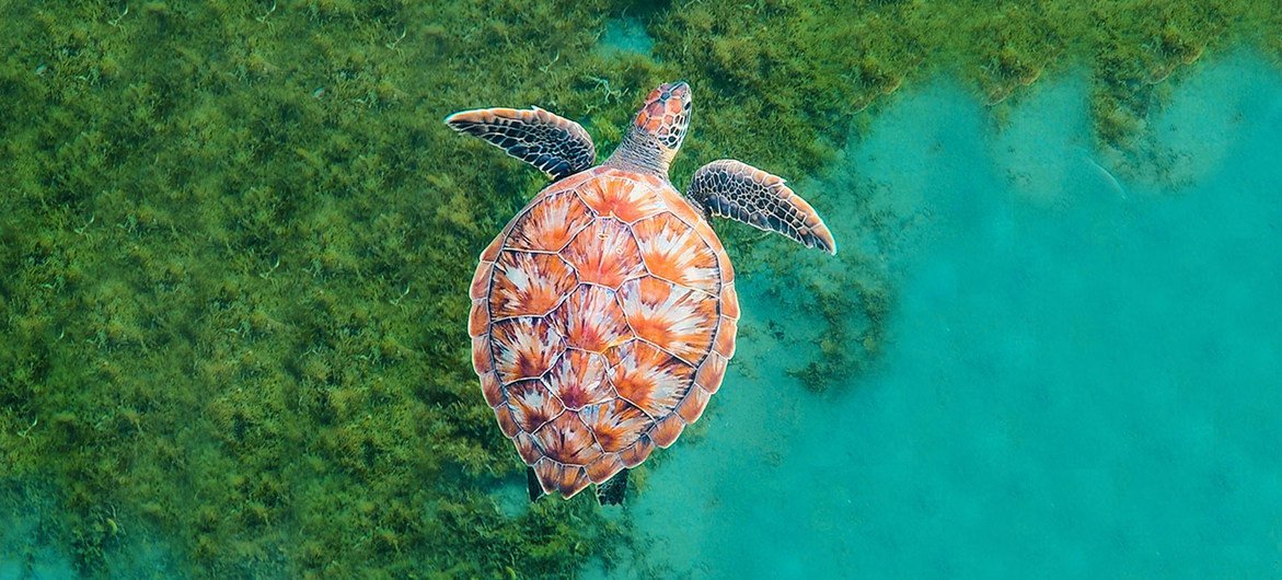 Uma tartaruga nada no oceano na Martinica, no Caribe.