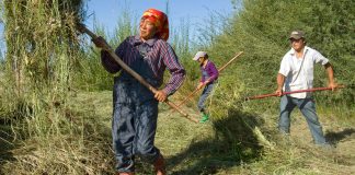 Ekonomisk utveckling: Mongolisk bonde arbetar i fält