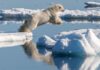 Ibjörn hoppar mellan isblock i Arktis