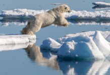 Ibjörn hoppar mellan isblock i Arktis