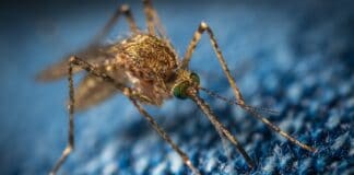 Mygga på blått tyg, malaria