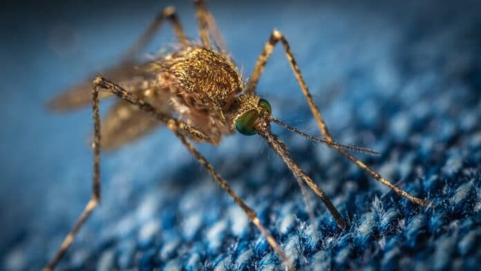 Mygga på blått tyg, malaria
