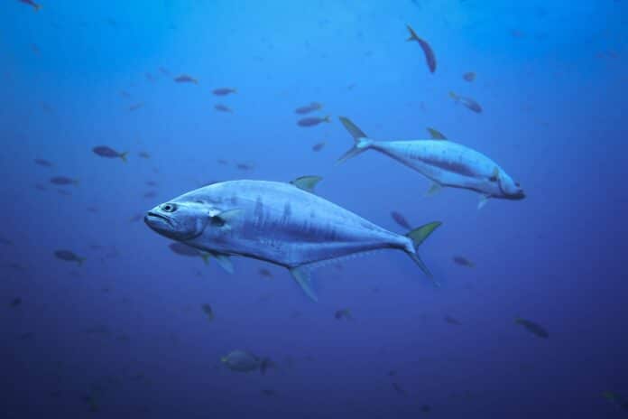 Tonfisk i havet, utrotningshotad