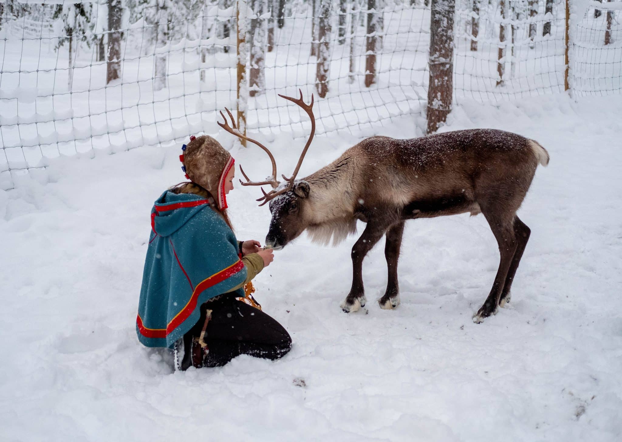 En man i samisk klädsel står på huk i snön framför en ren