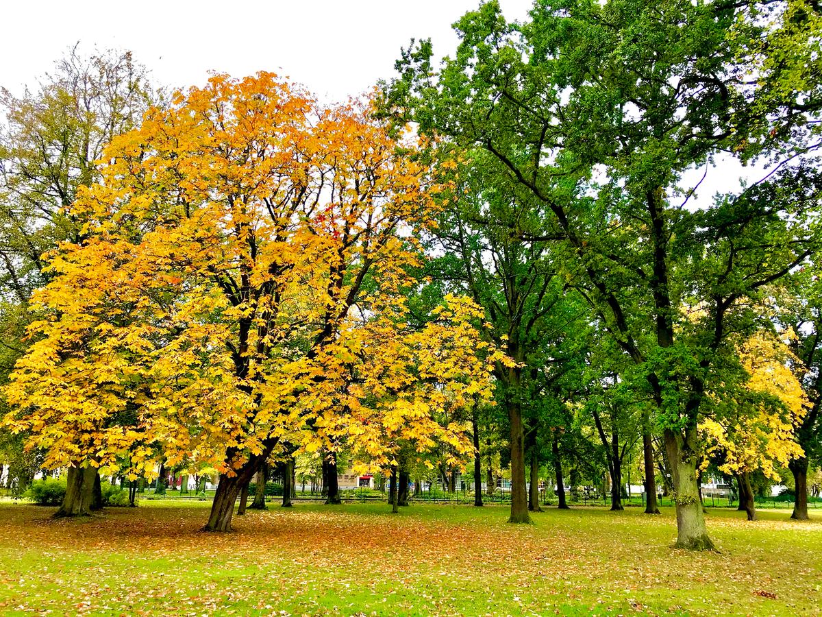 Ett gult lövträd i en park