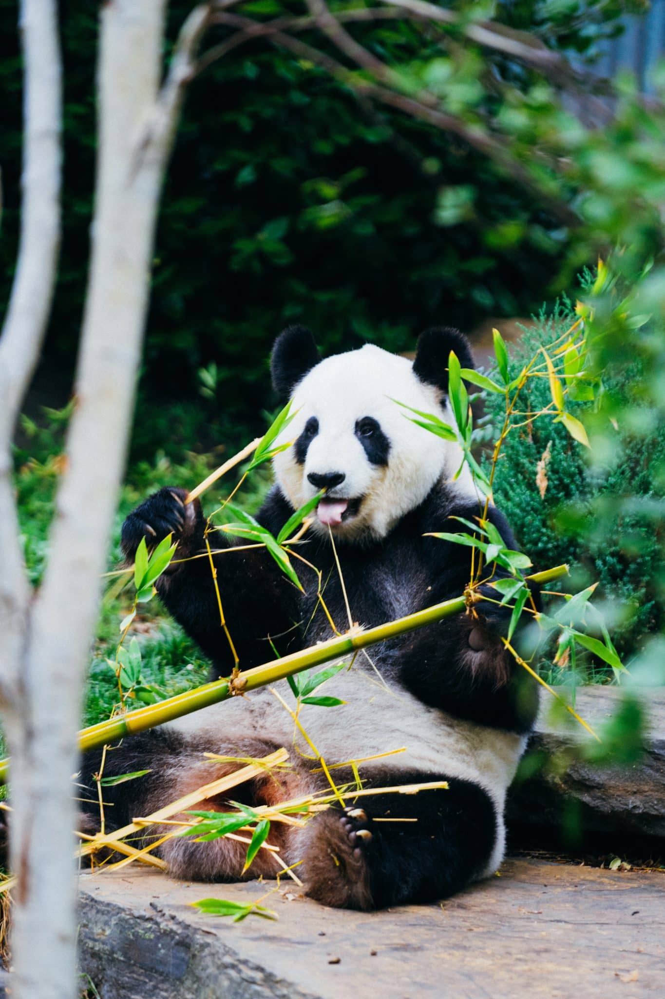 En panda som äter eukalyptusblad