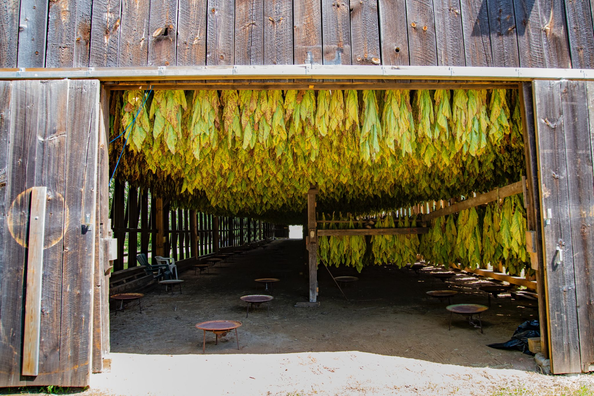 Tobaksodling med blad som hänger från taket