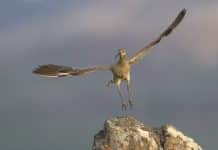En fågel som breder ut sina vingar på en klippa