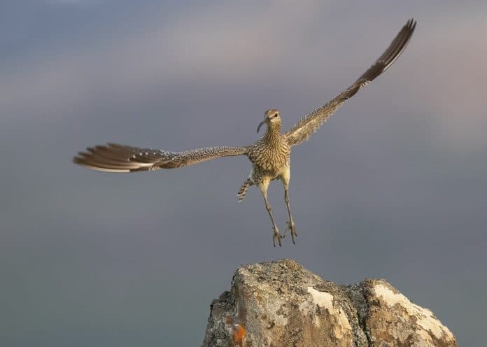 En fågel som breder ut sina vingar på en klippa