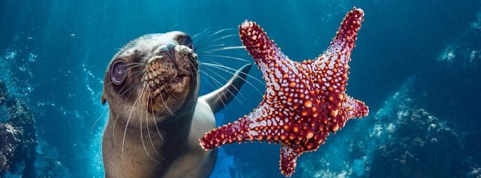 En sjöstjärna i vatten med ett djur