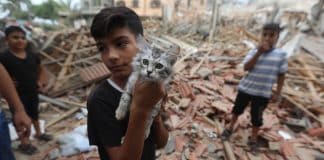 En pojke håller upp en kattunge i ruinerna av en stad.
