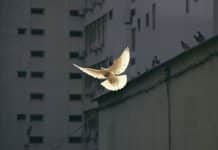 En fågel i flykt