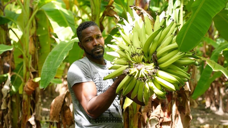 En man som skördar en enorm klase bananer i en skogsmiljö