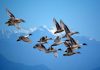 En grupp fåglar som flyger